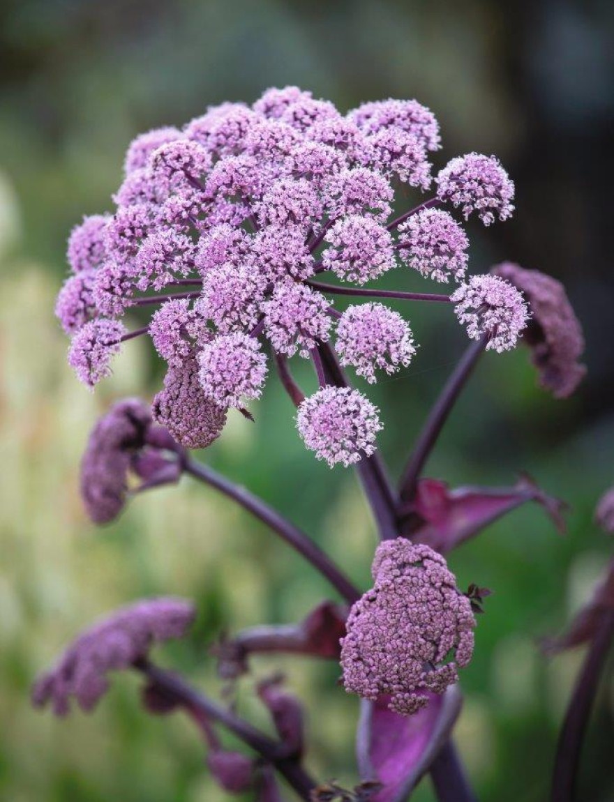 Angelica sylvestris 'Vicar's Mead'