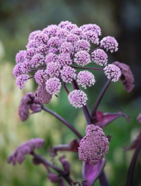 Angelica sylvestris 'Vicar's Mead'