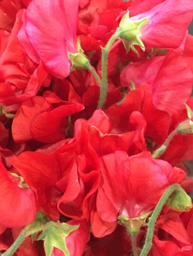 Lathyrus odoratus 'Firebrand'