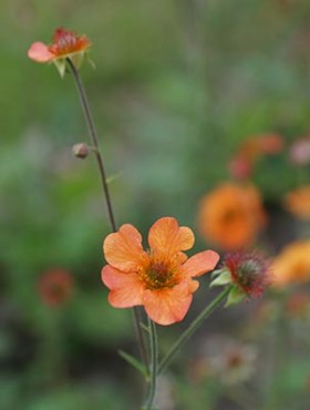 Geum coccineum 'Borisii'