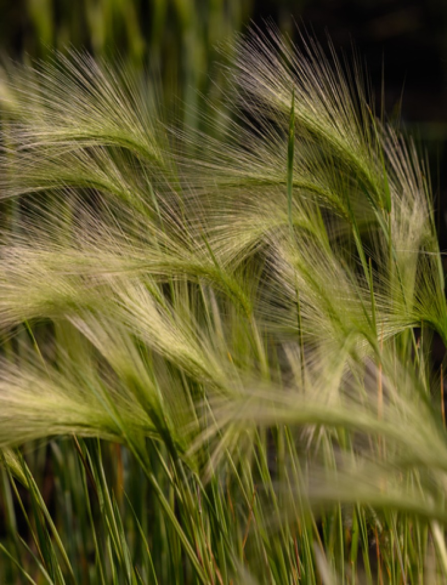 floral background, barley maned with ladybug