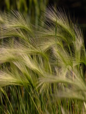 floral background, barley maned with ladybug