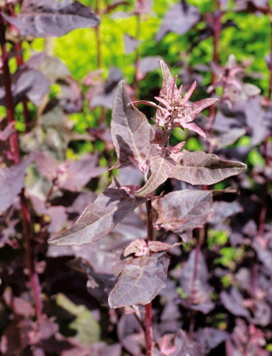 Atriplex hortensis var. rubra