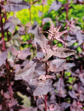 Atriplex hortensis var. rubra