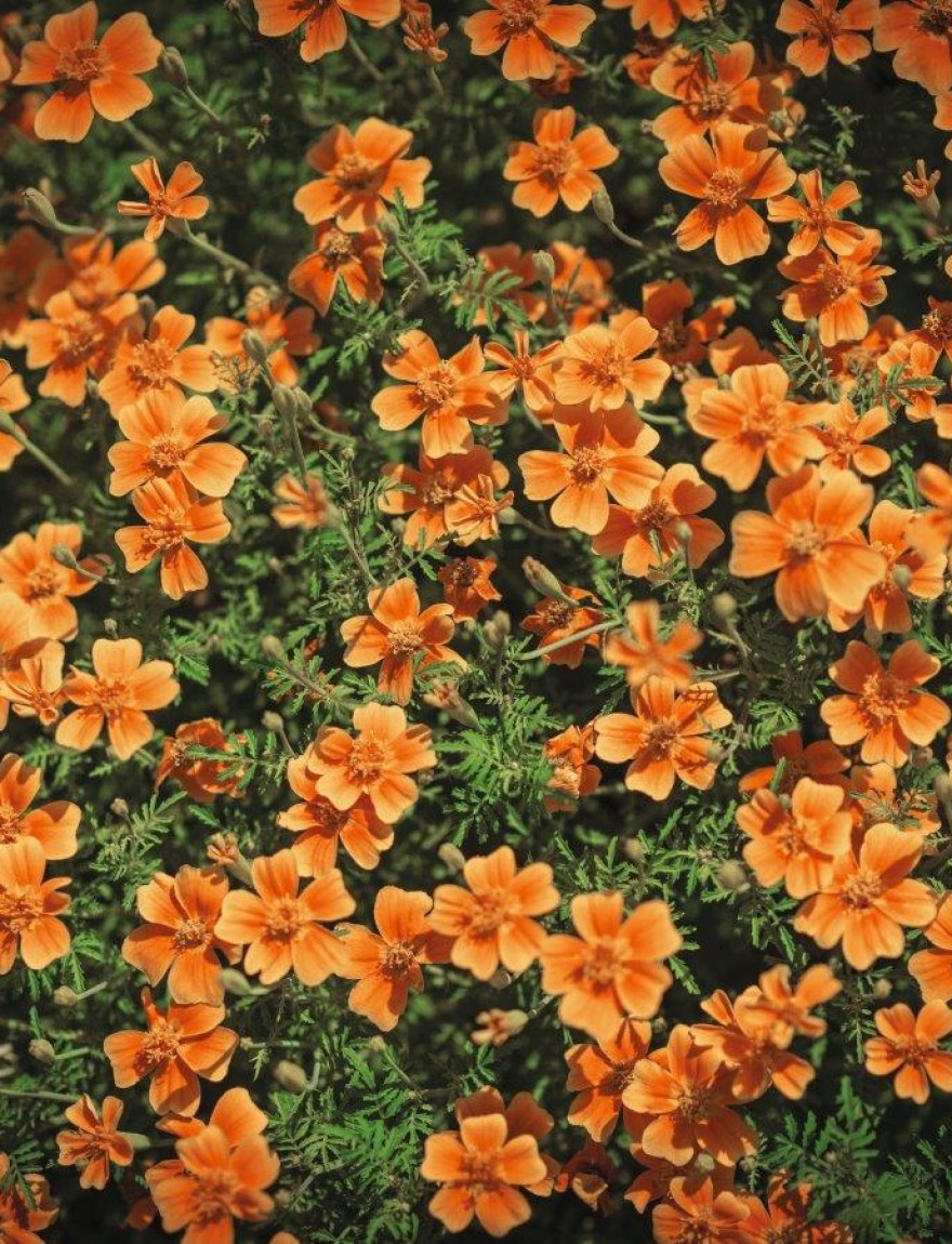 Tagetes tenuifolia 'Tangerine Gem'