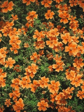 Tagetes tenuifolia 'Tangerine Gem'