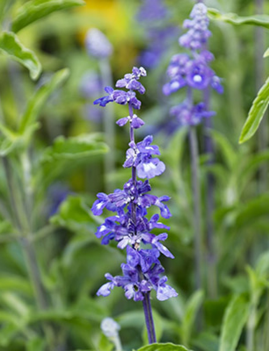 Salvia farinacea 'Blue Bedder'