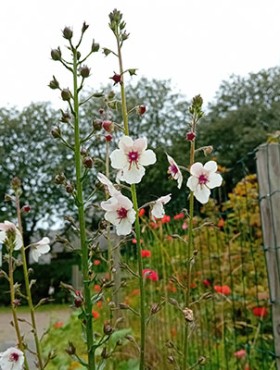 Verbascum blattaria 'Albiflorum'