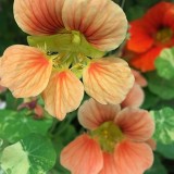 Tropaeolum majus 'Alaska' (mengsel)