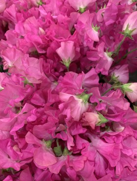 Lathyrus odoratus 'Zorija Rose'