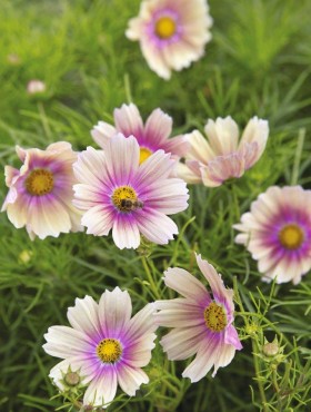 Cosmos 'Apricot Lemonade'