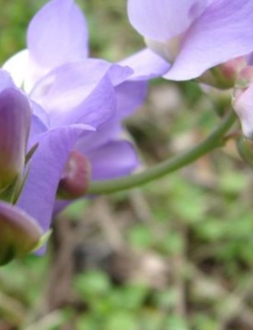 Lathyrus nervosus