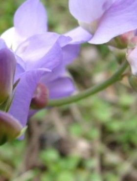 Lathyrus nervosus