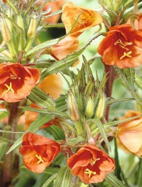 Oenothera versicolor 'Sunset Boulevard'