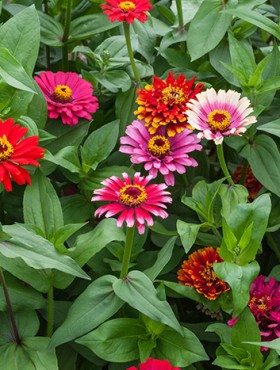 Zinnia elegans Whirligig Mixed