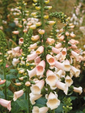 Digitalis purpurea 'Sutton's Apricot'