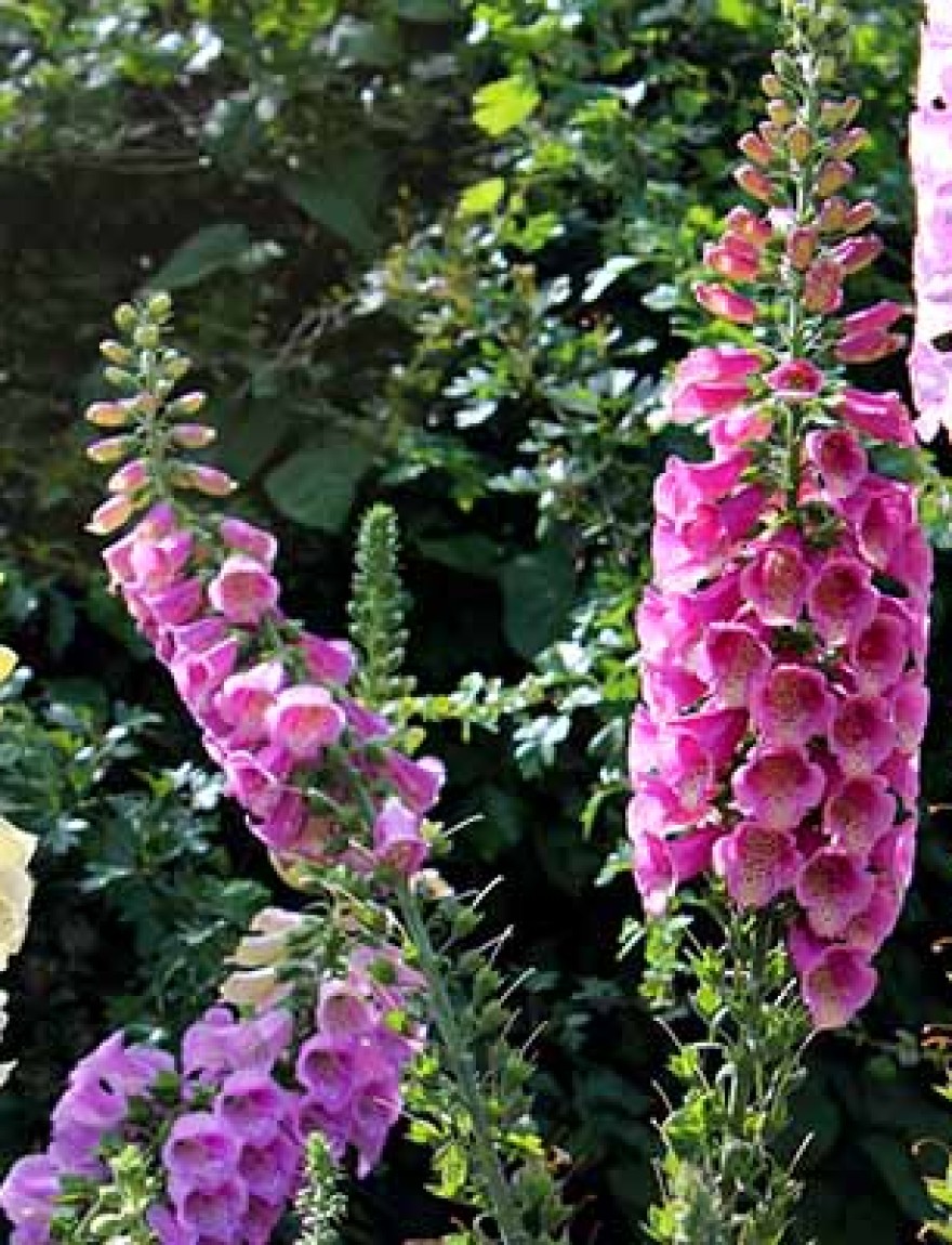 Photo showing a large and very colourful group of cultivated foxgloves / flower spikes, growing in a flower border within an ornamental garden.  This particular type of foxglove is known as Digitalis purpurea 'excelsior' and is biennial, meaning that it grows during its first year, before flowering and seeding itself the following year.