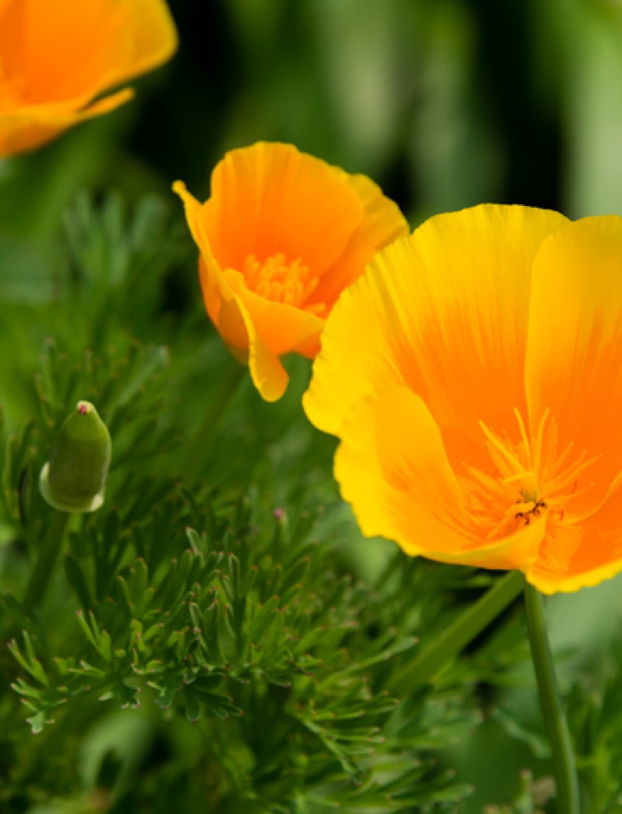 Eschscholzia californica 'Aurantiaca'