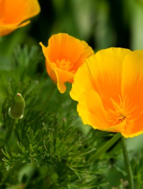 Eschscholzia californica 'Aurantiaca'