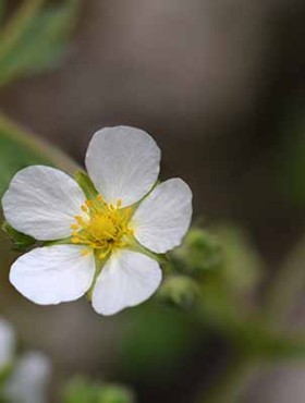 Rock cinquefoil flower - Latin name - Drymocallis rupestris (Potentilla rupestris)