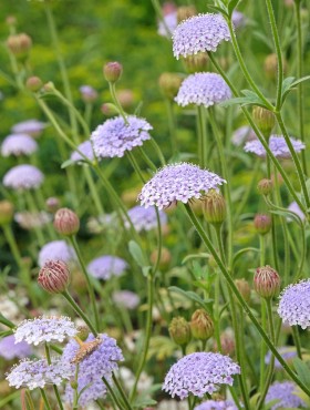 Didiscus caeruleus