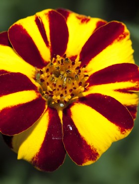 Tagetes 'Jolly Jester'