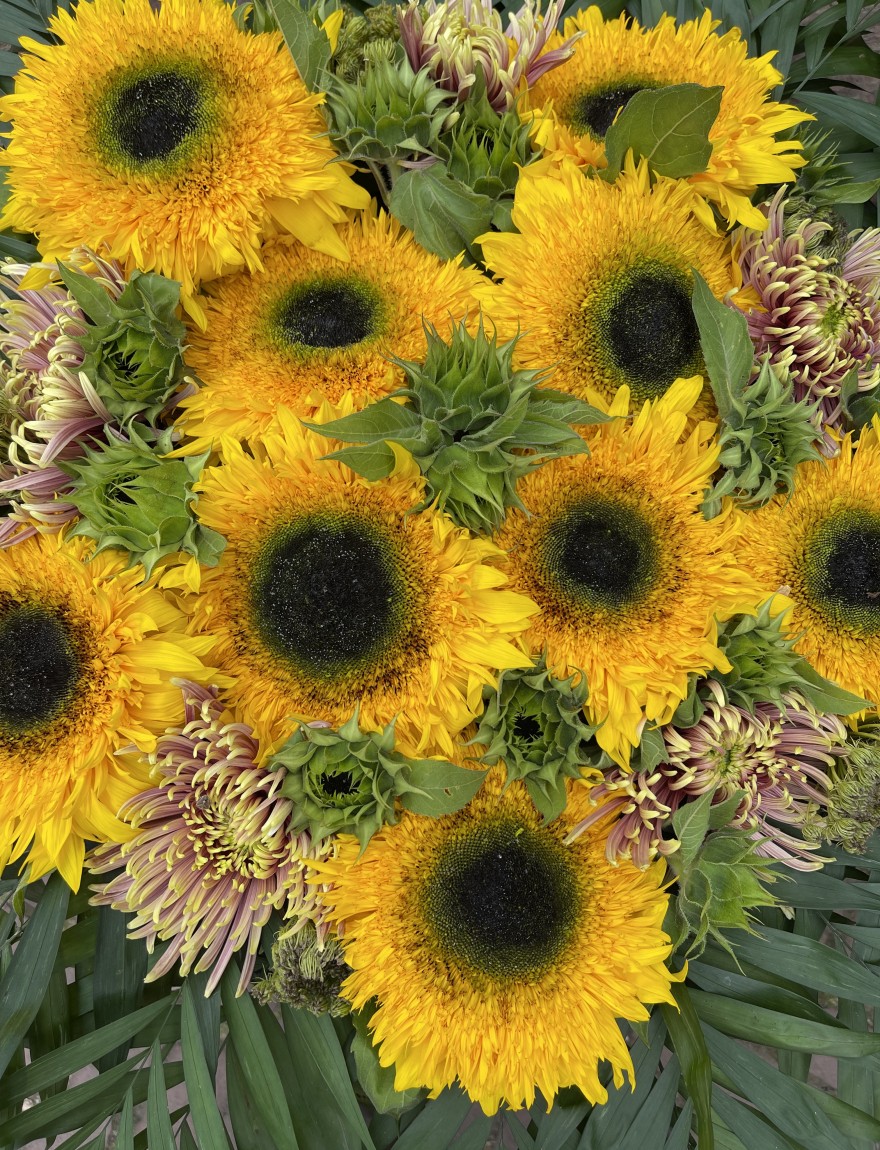 Helianthus annuus 'Irish Eyes'