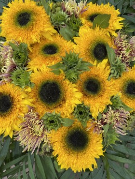 Helianthus annuus 'Irish Eyes'