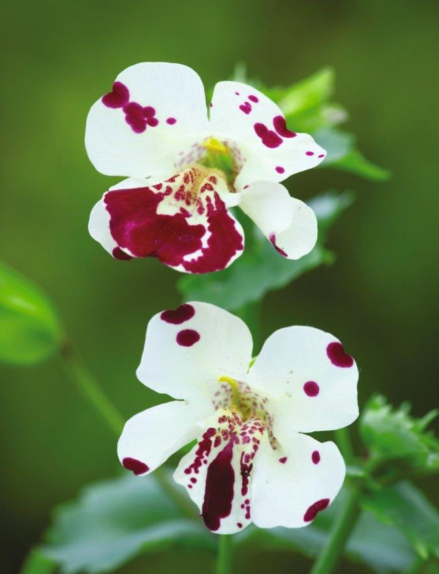 Mimulus 'Magic White Blotch'