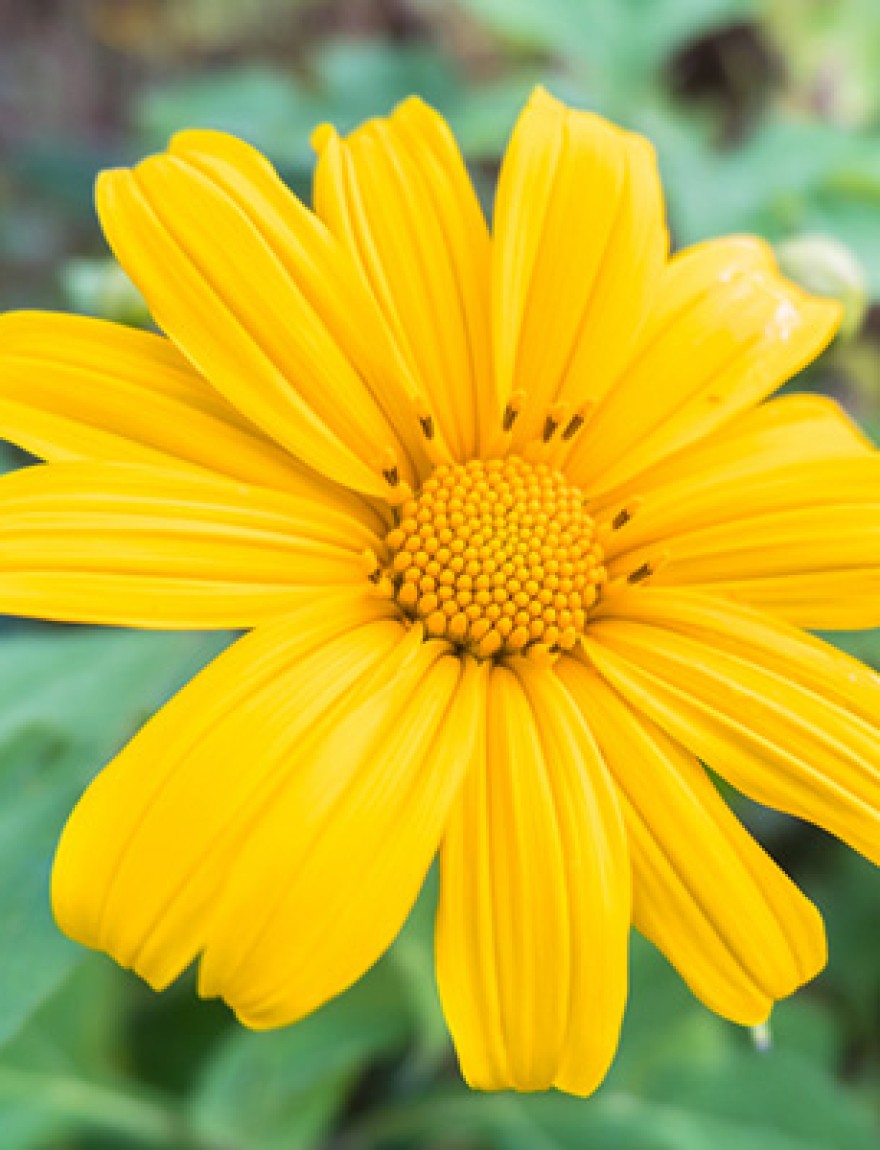 Mexican sunflower in Maehongson (Mae Hong Son) Province Thailand