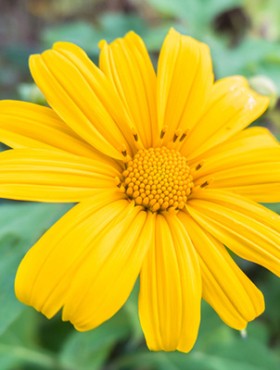 Mexican sunflower in Maehongson (Mae Hong Son) Province Thailand