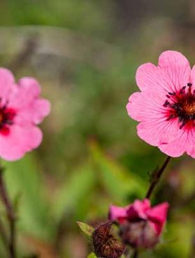 Close up of Nepal cinquefoil (potentilla nepalensis) flowers in bloom