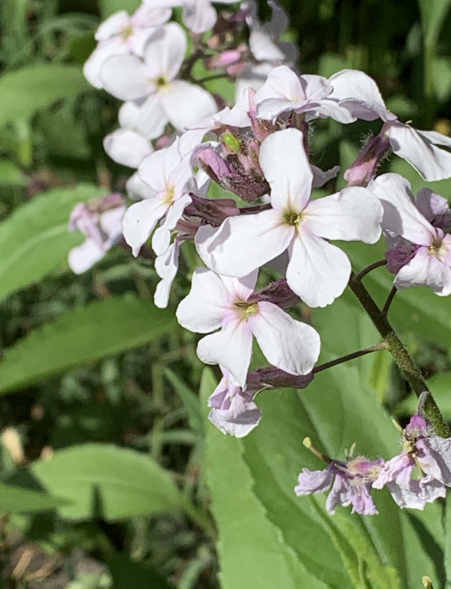 Hesperis matronalis (wit)