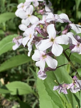 Hesperis matronalis (wit)