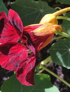 Tropaeolum majus 'Black Velvet'