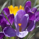 Crocus tommasinianus 'Ruby Giant'