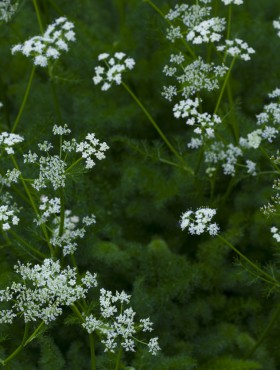 Seseli elatum subsp. osseum