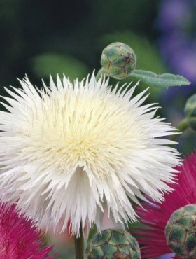 Centaurea moschata imperialis 'The Bride' (wit)