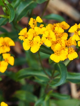 tagetes lucida mexican tarragon orange flowers