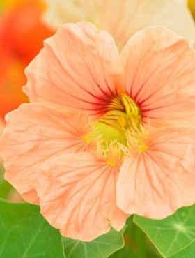 Nasturtium