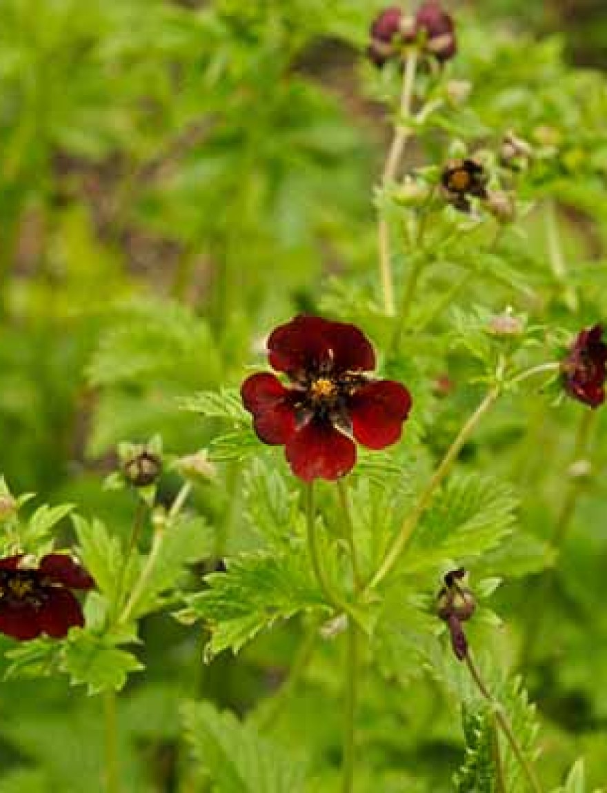 Potentilla argyrophyla var. atrosanguinea