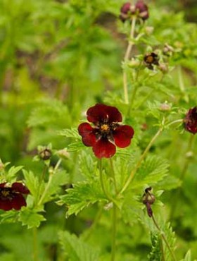 Potentilla argyrophyla var. atrosanguinea