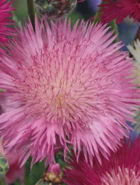 Centaurea moschata imperialis 'Favorite' (roze)