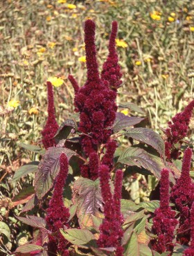 Amaranthus cruentus 'Red Cathedral'