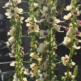 Verbascum phoeniceum (mengsel)