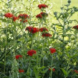 Lychnis chalcedonica