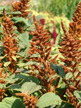 Amaranthus cruentus 'Hot Biscuits'