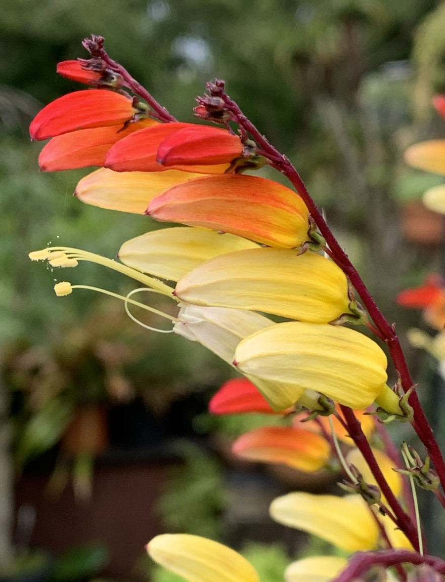 Mina lobata