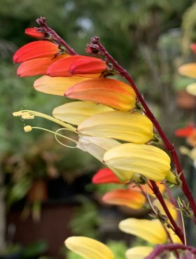 Mina lobata