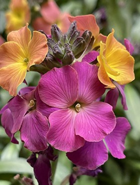 Erysimum cheiri (mengsel)